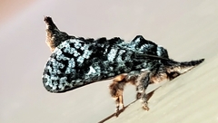 Givira francesca