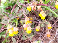 Hermannia multiflora