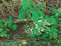 Valeriana officinalis