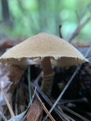 Cystoderma