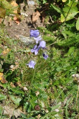 Campanula barbata