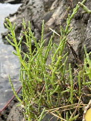 Salicornia