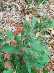 Arctium lappa
