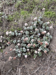 Eriogonum latifolium