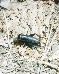 Gryllus campestris