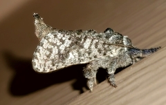 Givira francesca