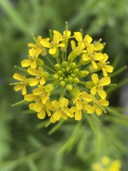 Erysimum hieraciifolium