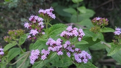 Stevia
