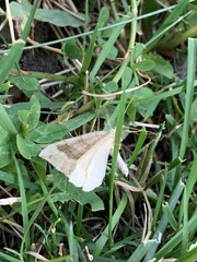 Scotopteryx chenopodiata