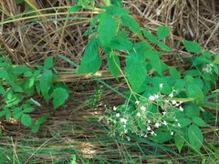 Valeriana officinalis