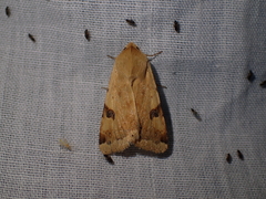 Heliothis peltigera