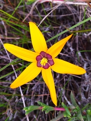 Pauridia canaliculata