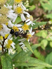 Ectemnius