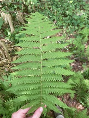Amauropelta noveboracensis
