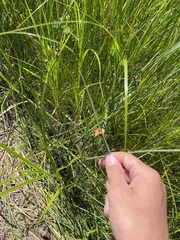 Schoenoplectus pungens