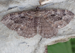 Rheumaptera meadii
