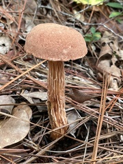 Aureoboletus russellii