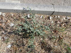 Heliotropium europaeum