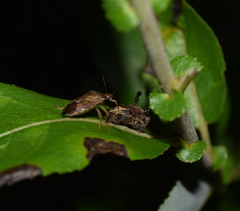 Asopinae