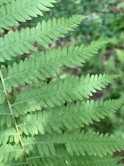 Amauropelta noveboracensis