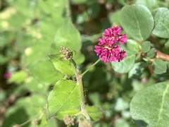 Boerhavia coccinea