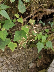 Tiarella polyphylla