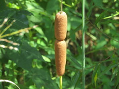 Typha angustifolia