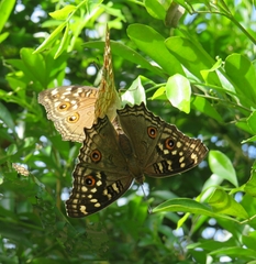 Junonia lemonias