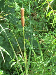 Typha angustifolia
