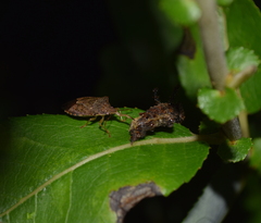 Asopinae