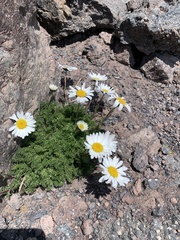 Tripleurospermum caucasicum
