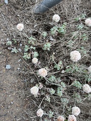 Eriogonum latifolium