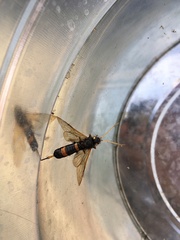 Urocerus flavicornis