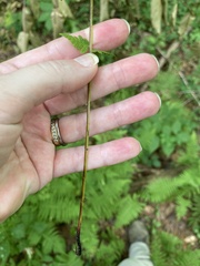 Amauropelta noveboracensis