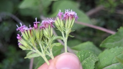 Stevia