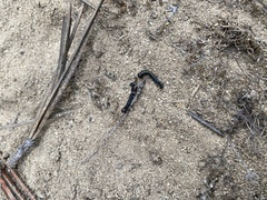 Phryganidia californica