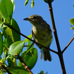 Vireo crassirostris