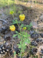 Trifolium aureum
