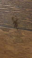 Scutigera coleoptrata
