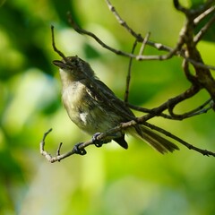Vireo crassirostris