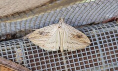 Evergestis forficalis