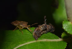 Asopinae