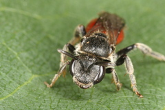 Sphecodes