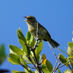 Vireo crassirostris