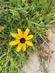Rudbeckia fulgida