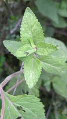 Stevia