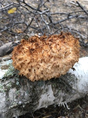 Hericium