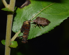 Asopinae