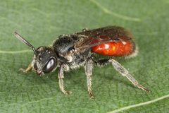 Sphecodes