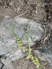 Clinopodium douglasii